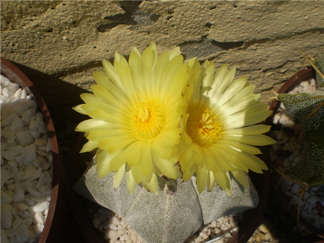 kaktus